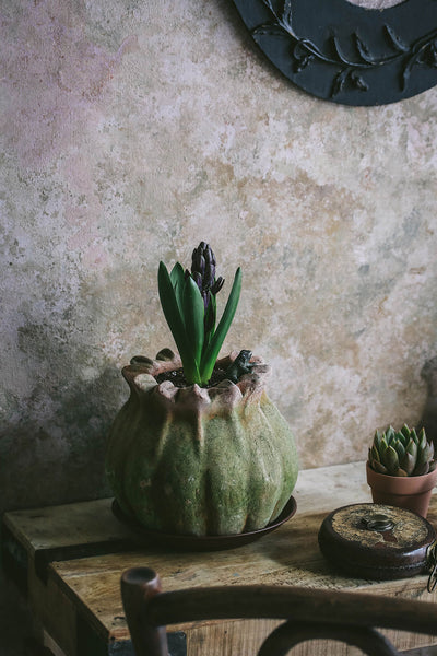 Aged Terracotta Poppy Planter