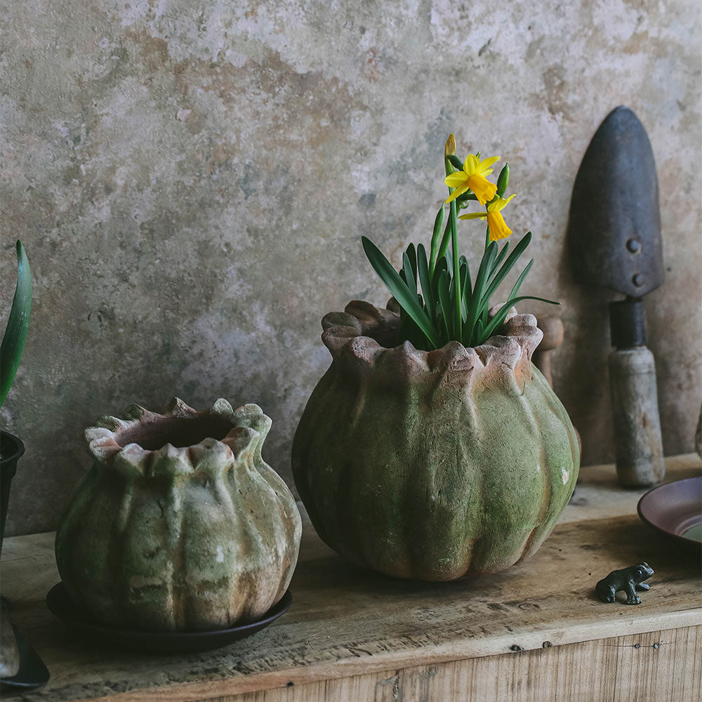 Aged Terracotta Poppy Planter