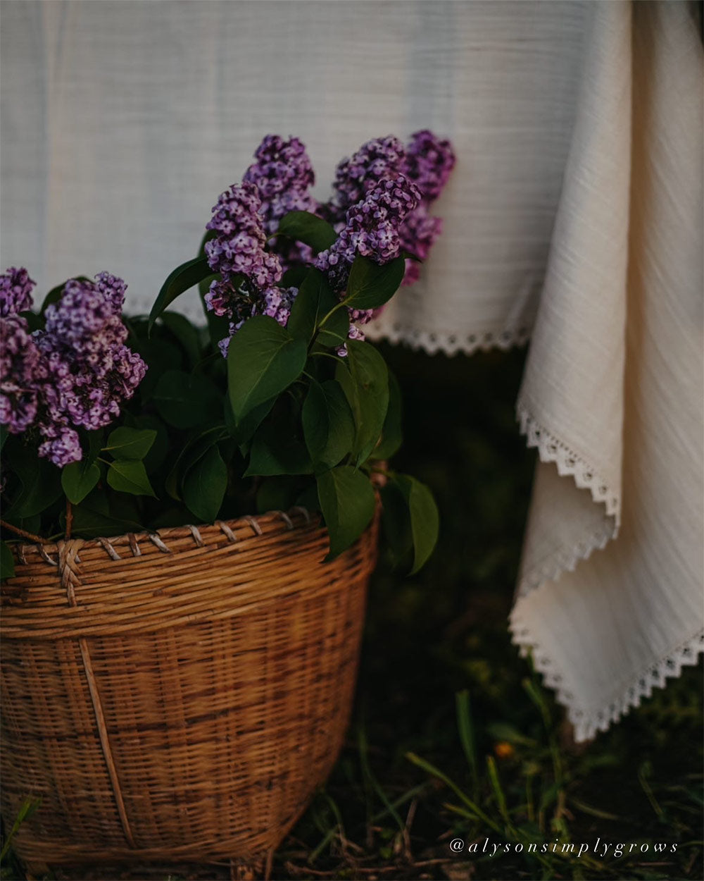 Pointelle Lace Tablecloth