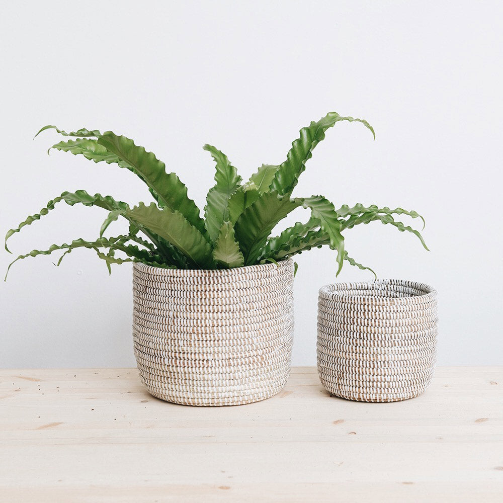 Senegalese Basket Trio