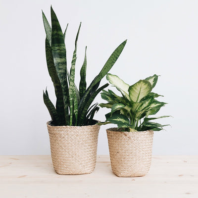 Woven Basket Planter